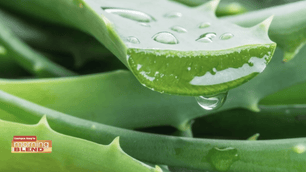 Morning Blend: Fall Favorites