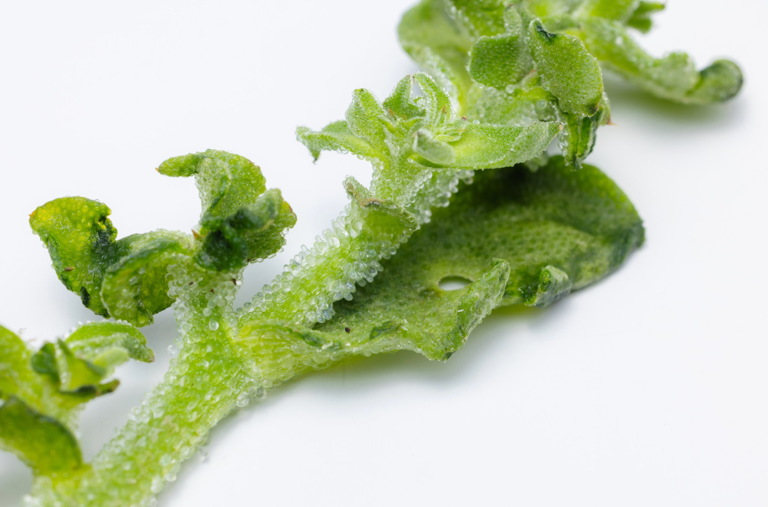 The Gift of Ice Plant: Benefits for Skin and More